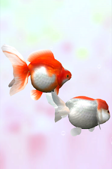 金魚3Dのおすすめ画像3
