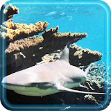 Sharks Coral Reef icon