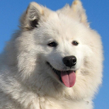 Samoyed Wallpapers icon