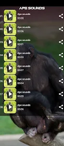Ape sounds