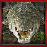 3D Crocodile Game icon