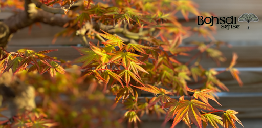 Bonsai Shop by Bonsaisense