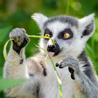 Lemur wallpaper