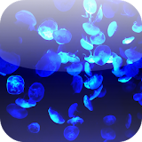 Beautiful Jellyfish Wallpapers icon