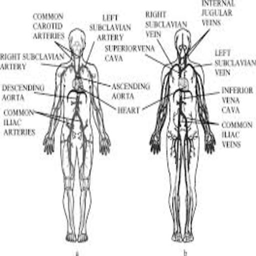 Functional approach biology