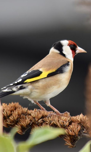 Goldfinch Wallpaper