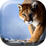 Awesome Puma  Live Wallpaper icon