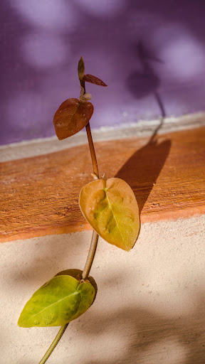 Ficus Pumila Wallpaper