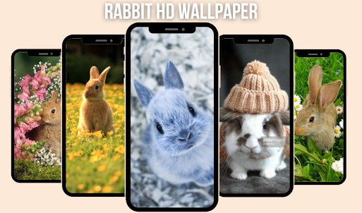 Cute Rabbit Wallpaper HD