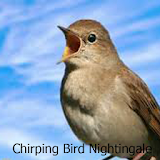Chirping Bird Nightingale icon