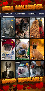 Captura 8 fondo pantalla bulldog francés android