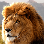 Cover Image of Download Lion HD Wallpapers  APK