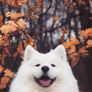 Cute Pomeranian Dog Wallpaper