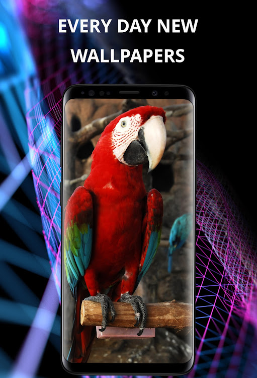 Birds wallpapers for phone - 5.1.0 - (Android)