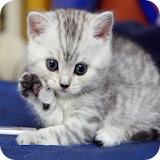 Sevimli Kedi Resimleri HD icon