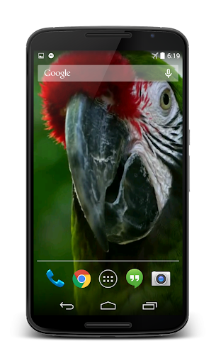 Android application Parrot 3D Video Live Wallpaper screenshort