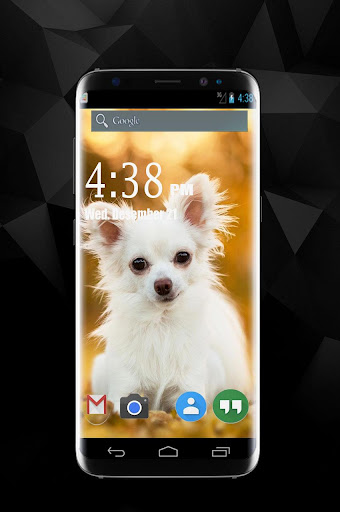 चिहुआहुआ डॉग वॉलपेपर