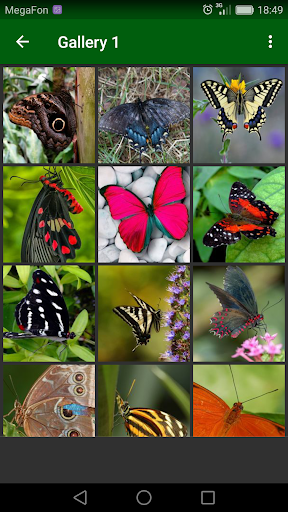 Beautiful Butterflies Screen 2