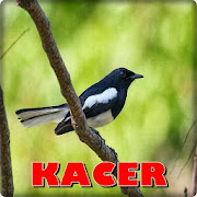 Chirping Kacer