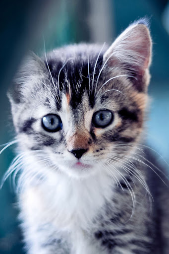 Cute Background Wallpaper