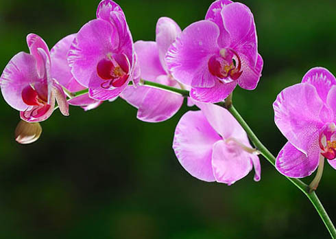 Android application simple beautiful orchids screenshort