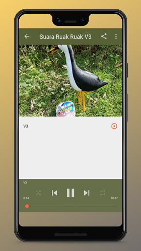Suara Burung Ruak-Ruak