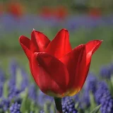 Beautiful tulip icon