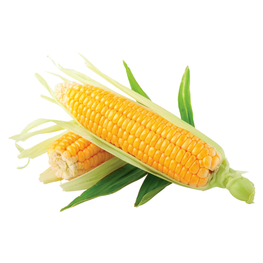 Corn: from 