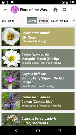 Screenshot of Flora of the Wasatch