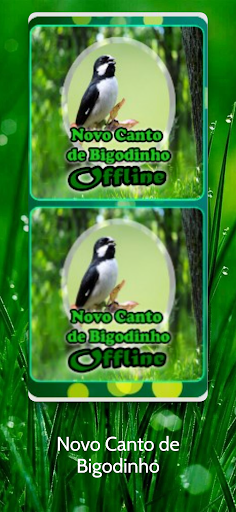 Novo Canto de Bigodinho Screen 2