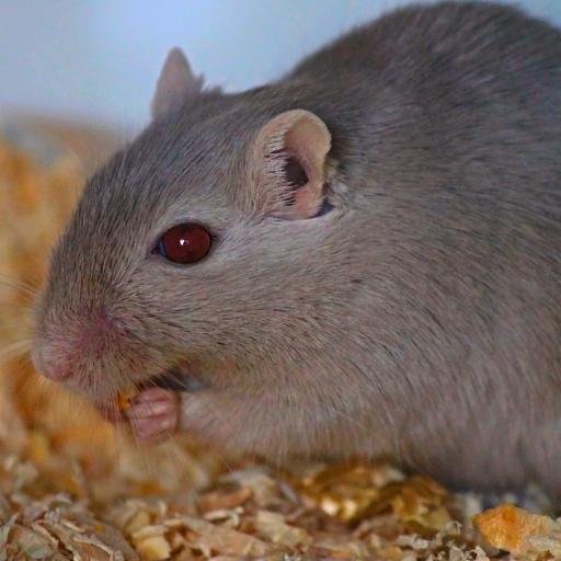 Mouse and Rat sounds - AppWisp.com