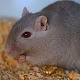 Mouse and Rat sounds Скачать для Windows