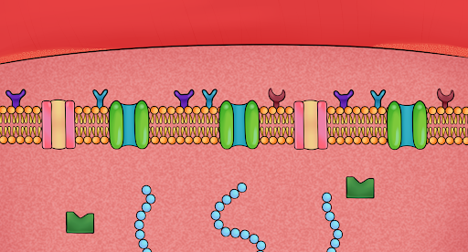 Megli Screen 2