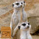cute meerkat wallpaper Download on Windows