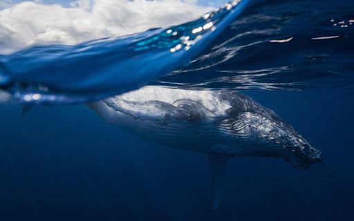 クジラ壁紙 魚の壁紙 By Super Hd Wallpapers Google Play 日本 Searchman アプリマーケットデータ