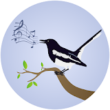 Magpie Robin Birdsong icon