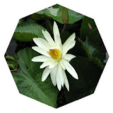 Philippine Tropical Flowers (Image Recognition) icon