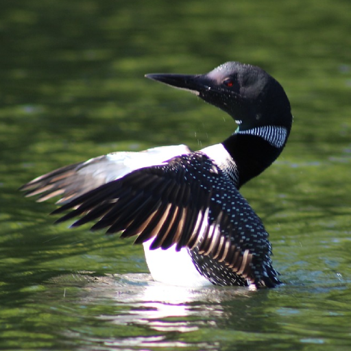 Loon Sounds logo