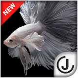 Betta Fish HD icon