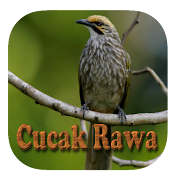 Kicau Cucak Rowo Fighter Gacor