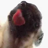 Screen Licking Dog Wallpaper icon