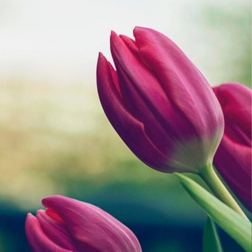 Tulips Wallpapers logo