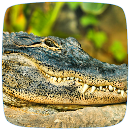 Icon image Alligator Sounds