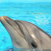 Top 48 Casual Apps Like Dolphin Show Puzzle Find Fun - Best Alternatives