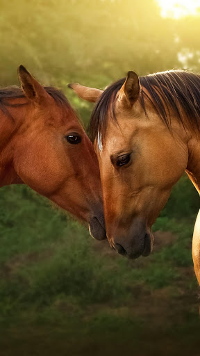 Android application Horse Wallpapers- 4k screenshort