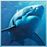Wild Shark Revenge 2016 icon