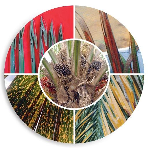Oil Palm Nutrients Telugu logo