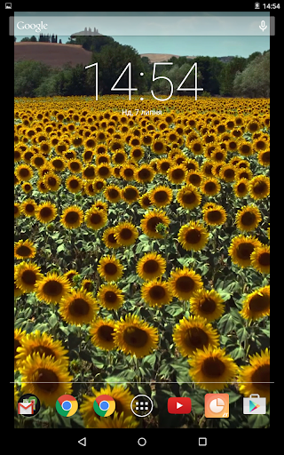 Sunflower Field Live Wallpaper