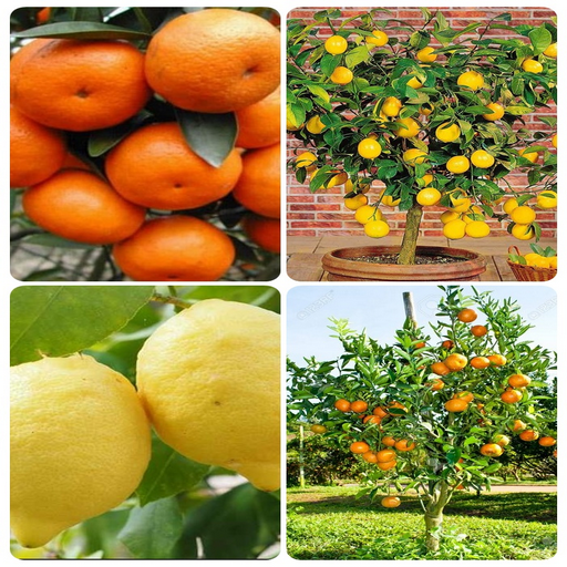 orange cultivation logo