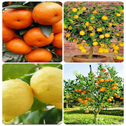 orange cultivation